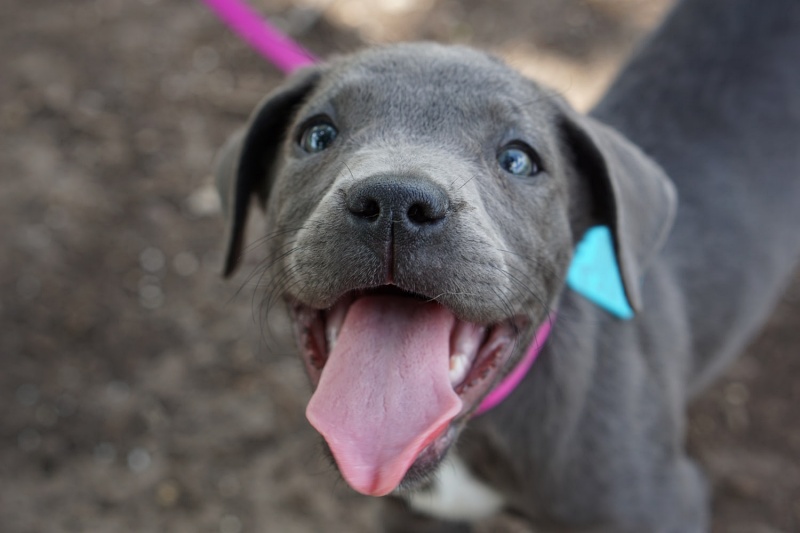 Pet Boarding In Flower Mound Tx